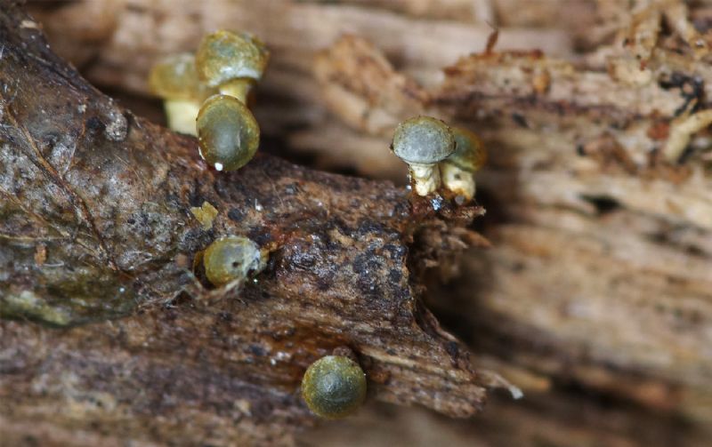 Physarum listeri T. Macbr.